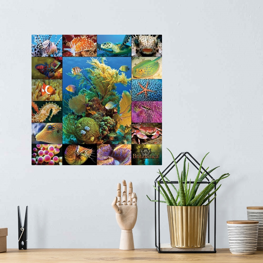 A bohemian room featuring Aquatic Collage