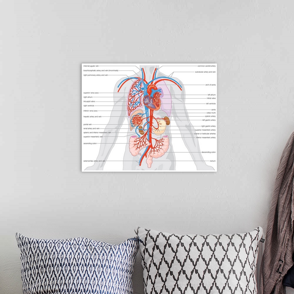 A bohemian room featuring Arterial supply and venous drainage of the organs.