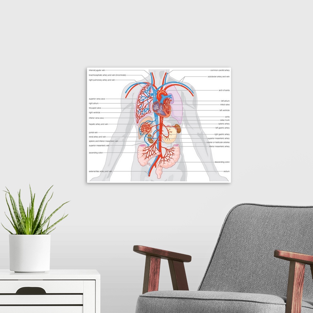 A modern room featuring Arterial supply and venous drainage of the organs.