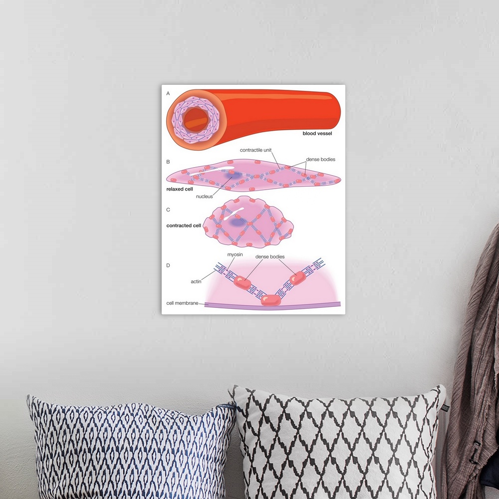 A bohemian room featuring Arterial wall and the ultrastructure of the smooth muscle cells within it.