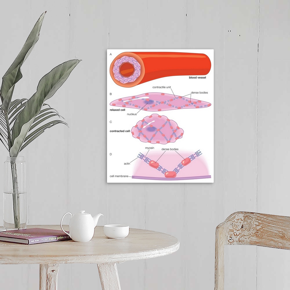 A farmhouse room featuring Arterial wall and the ultrastructure of the smooth muscle cells within it.