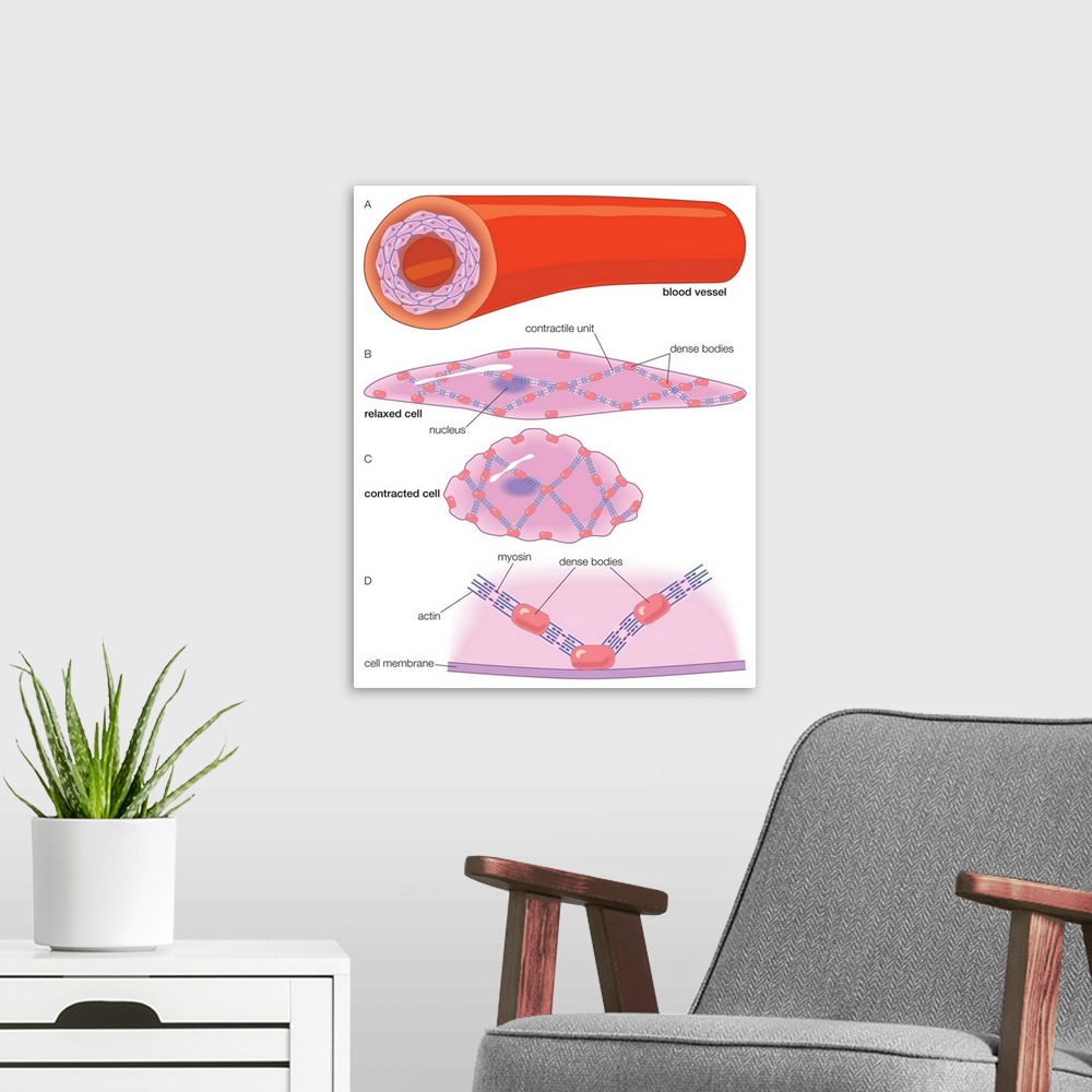 A modern room featuring Arterial wall and the ultrastructure of the smooth muscle cells within it.
