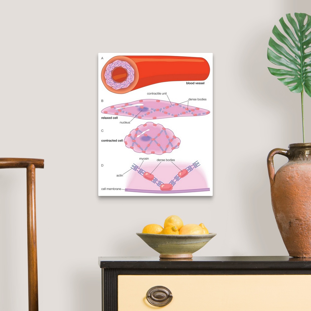 A traditional room featuring Arterial wall and the ultrastructure of the smooth muscle cells within it.
