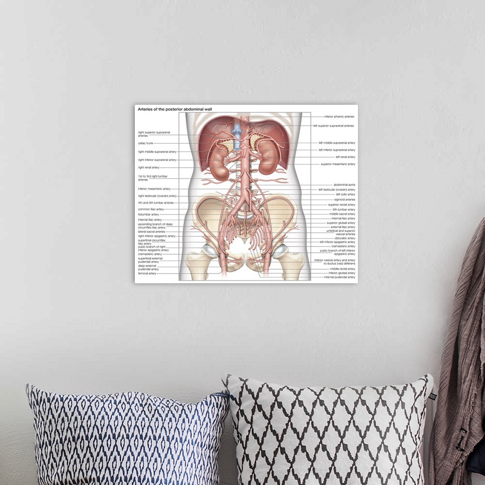 A bohemian room featuring Arteries of the posterior abdominal wall. cardiovascular system