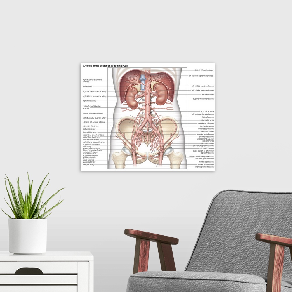 A modern room featuring Arteries of the posterior abdominal wall. cardiovascular system