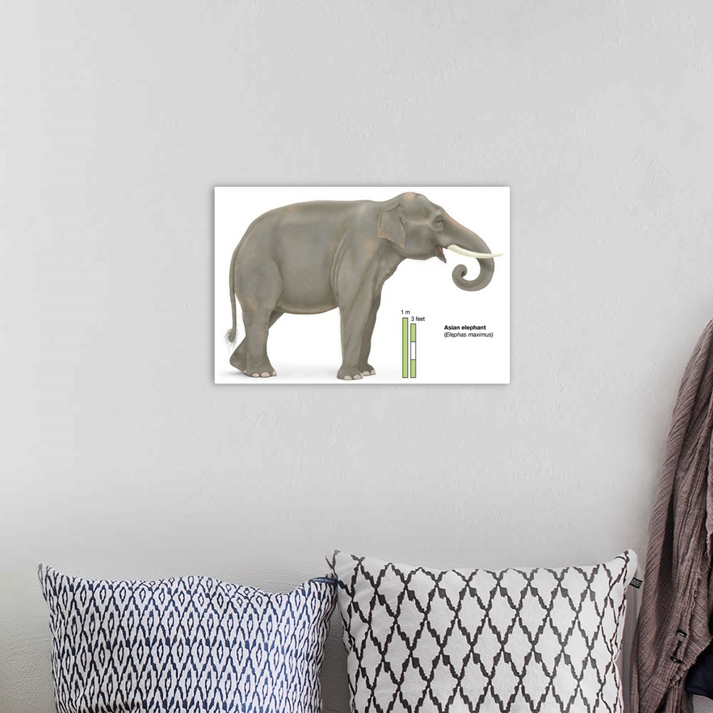 A bohemian room featuring Asian Elephant (Elephas Maximus)
