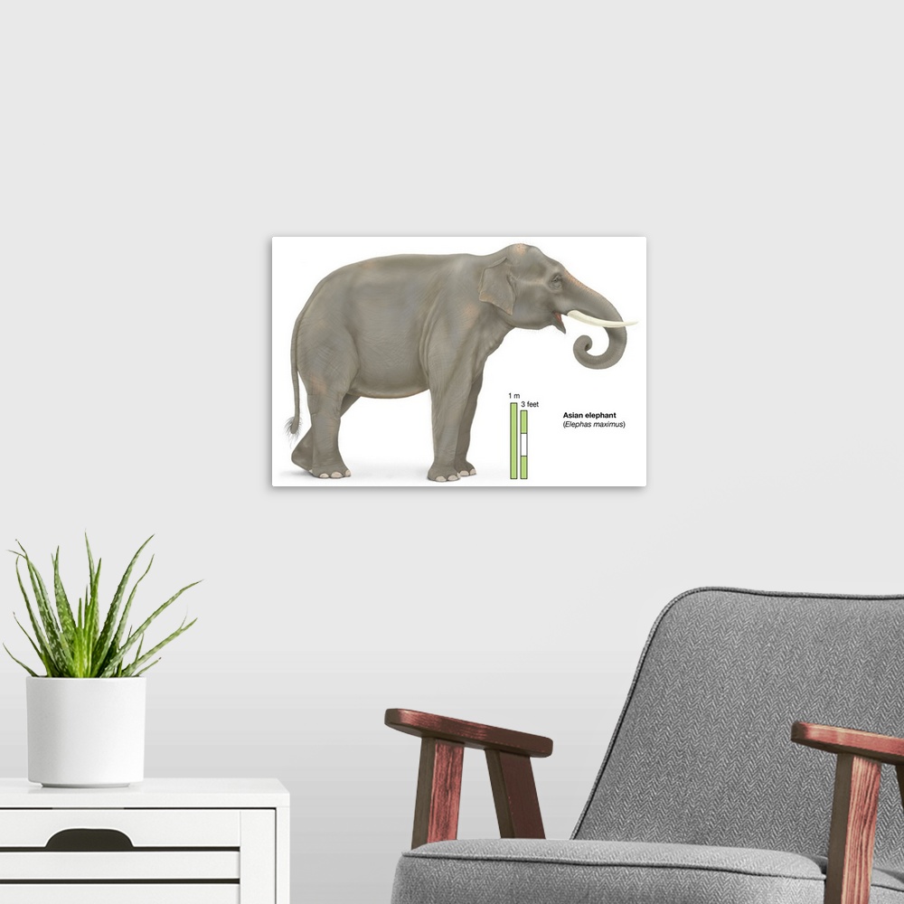 A modern room featuring Asian Elephant (Elephas Maximus)