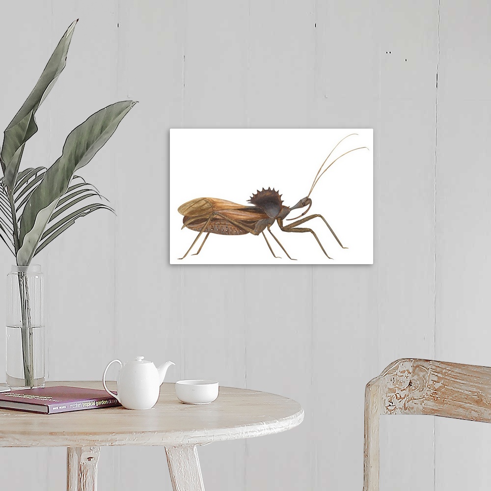 A farmhouse room featuring Assassin Bug (Wheel Bug) (Arilus Cristatus)