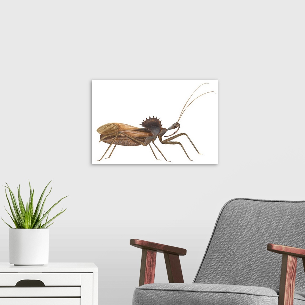 A modern room featuring Assassin Bug (Wheel Bug) (Arilus Cristatus)