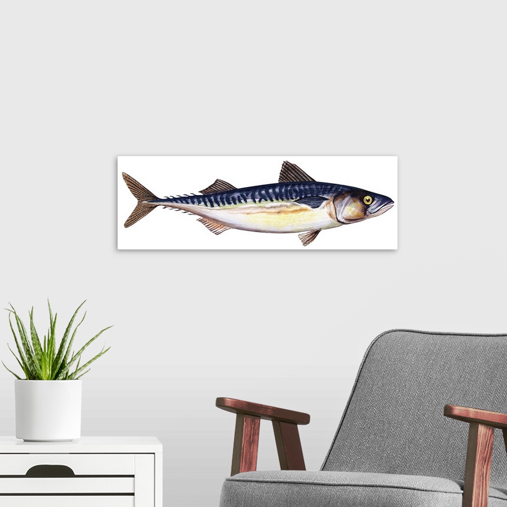 A modern room featuring Atlantic Mackerel (Scomber Scombrus)