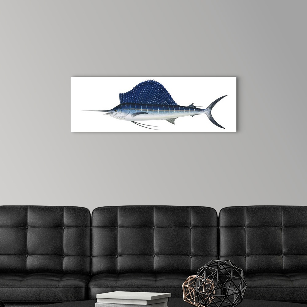 A modern room featuring Atlantic Sailfish (Istiophorus Platypterus)