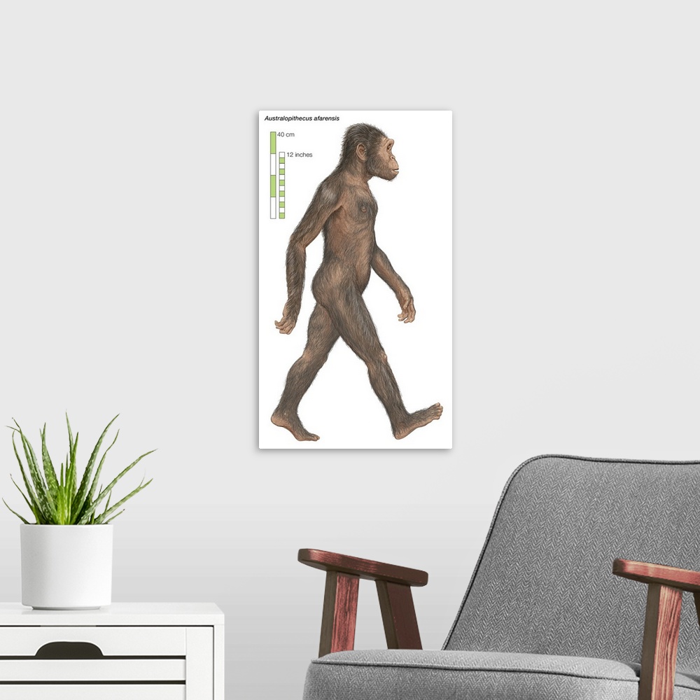 A modern room featuring Australopithecus afarensis