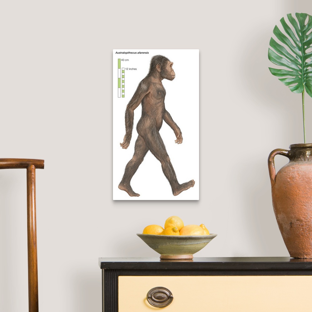 A traditional room featuring Australopithecus afarensis