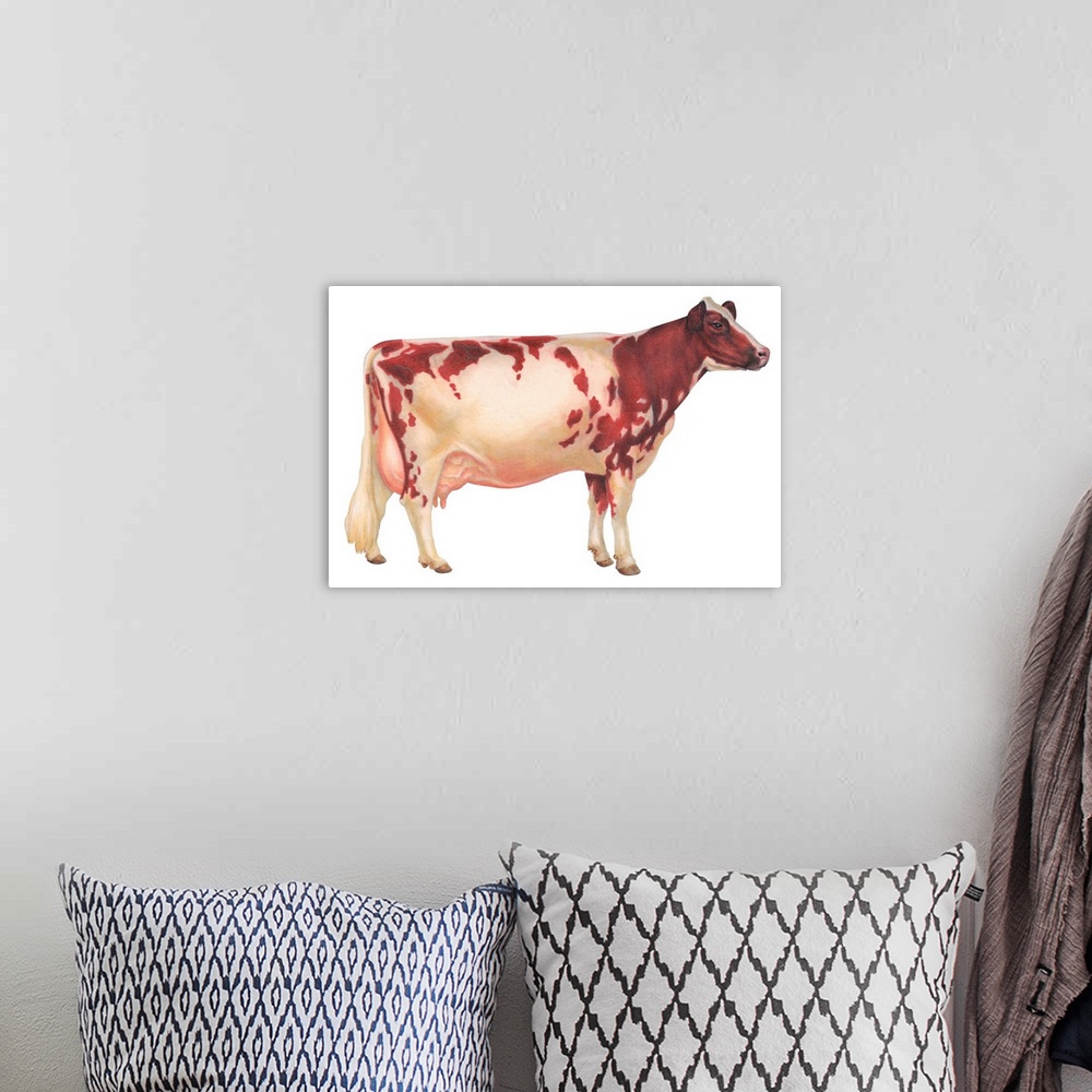 A bohemian room featuring Ayrshire Cow, Dairy Cattle