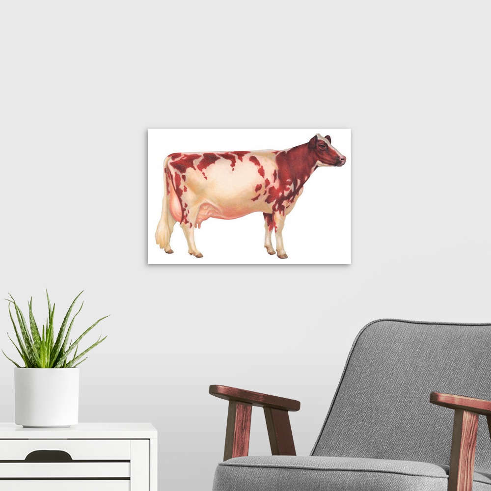 A modern room featuring Ayrshire Cow, Dairy Cattle