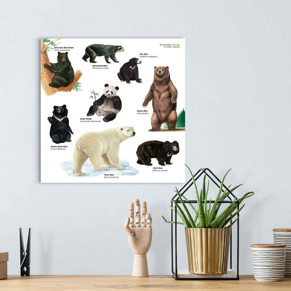 A bohemian room featuring An educational poster from Encyclopaedia Britannica showing different species of bears.