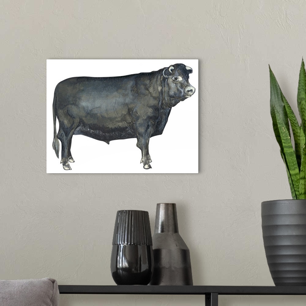 A modern room featuring Beef Cattle (Bos Taurus)