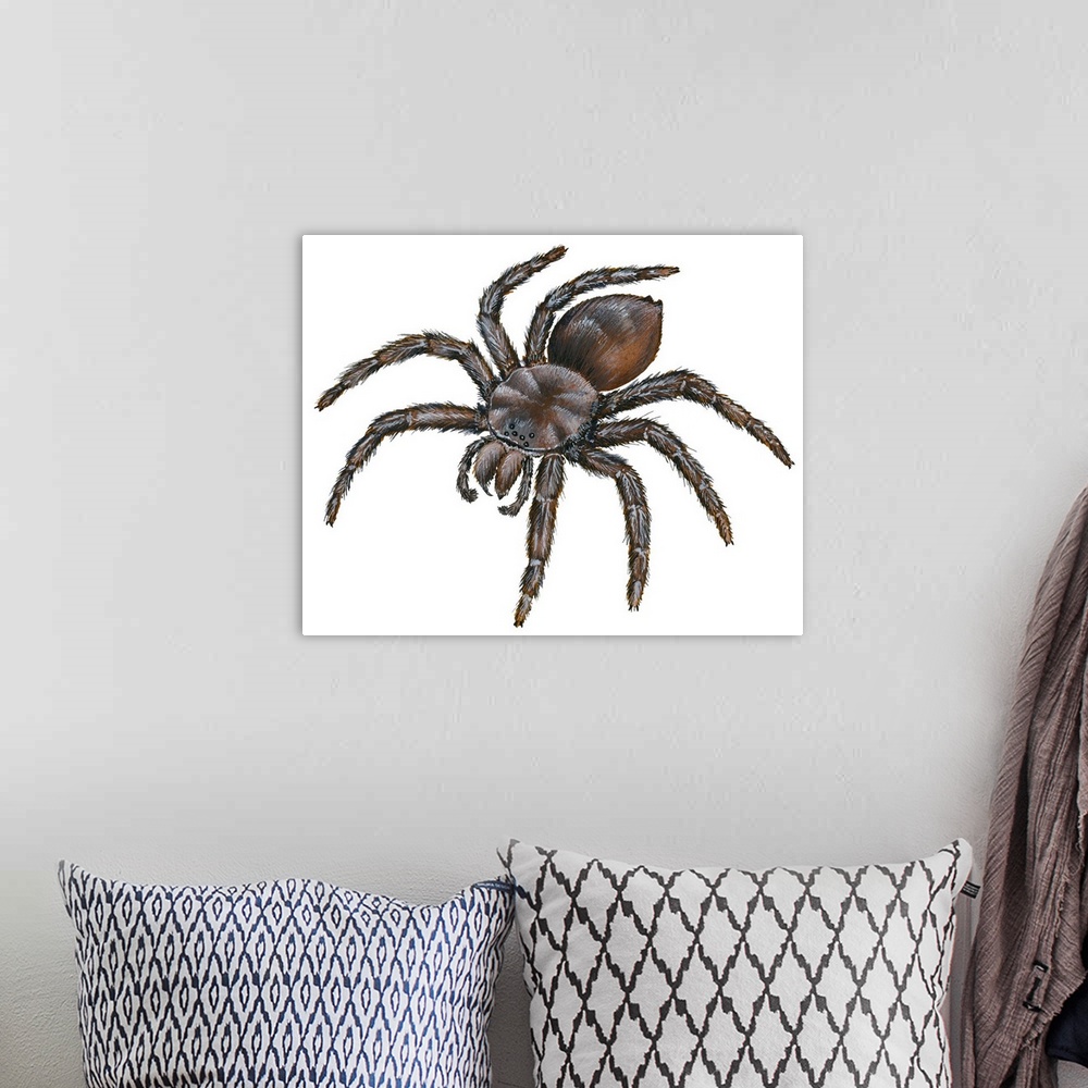 A bohemian room featuring Bird-Eating Spider (Theraphosa)