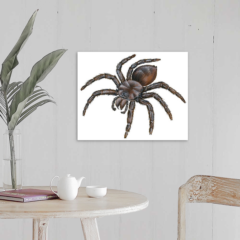 A farmhouse room featuring Bird-Eating Spider (Theraphosa)