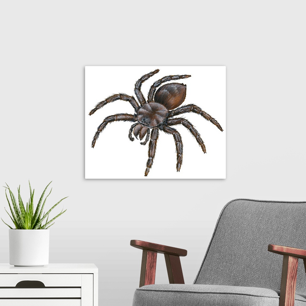 A modern room featuring Bird-Eating Spider (Theraphosa)
