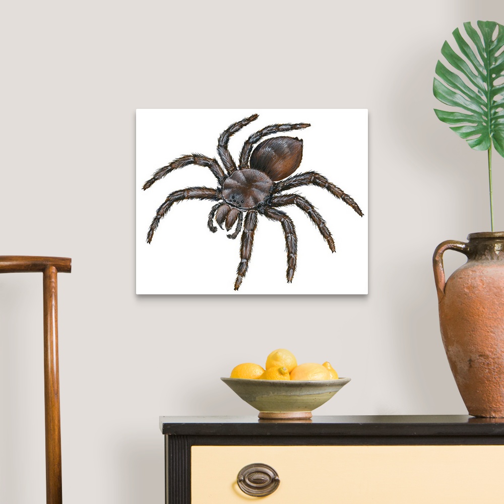A traditional room featuring Bird-Eating Spider (Theraphosa)