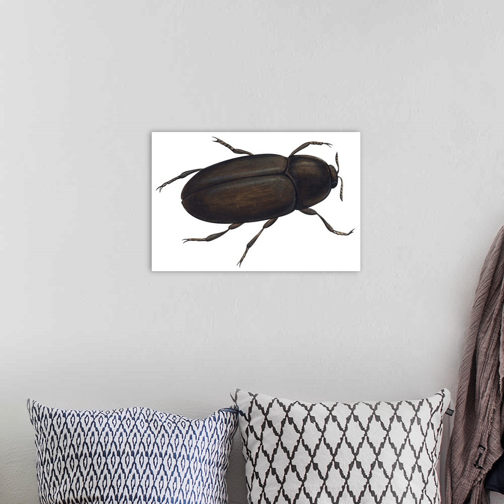 A bohemian room featuring Black Carpet Beetle (Attagenus Unicolor)