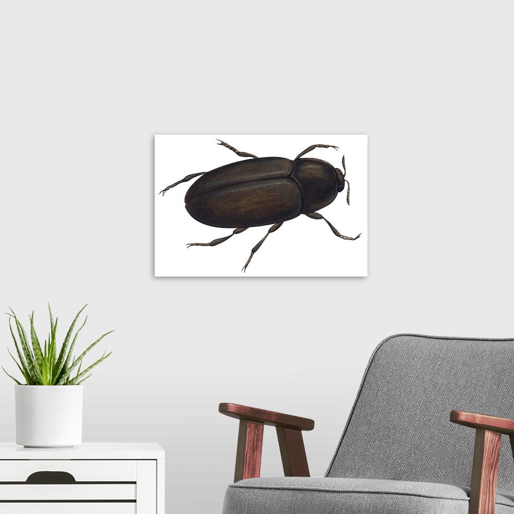 A modern room featuring Black Carpet Beetle (Attagenus Unicolor)