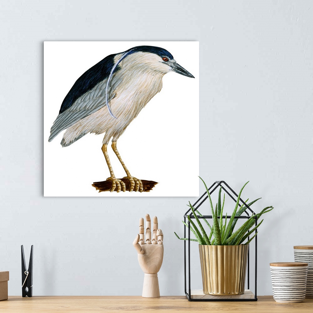 A bohemian room featuring Educational illustration of the black-crowned night heron.
