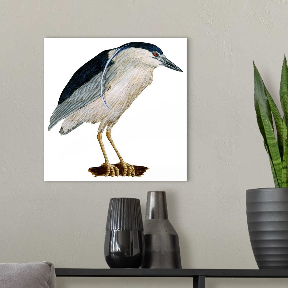 A modern room featuring Educational illustration of the black-crowned night heron.