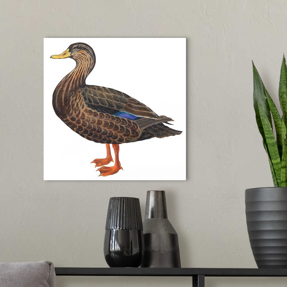 A modern room featuring Educational illustration of the black duck.