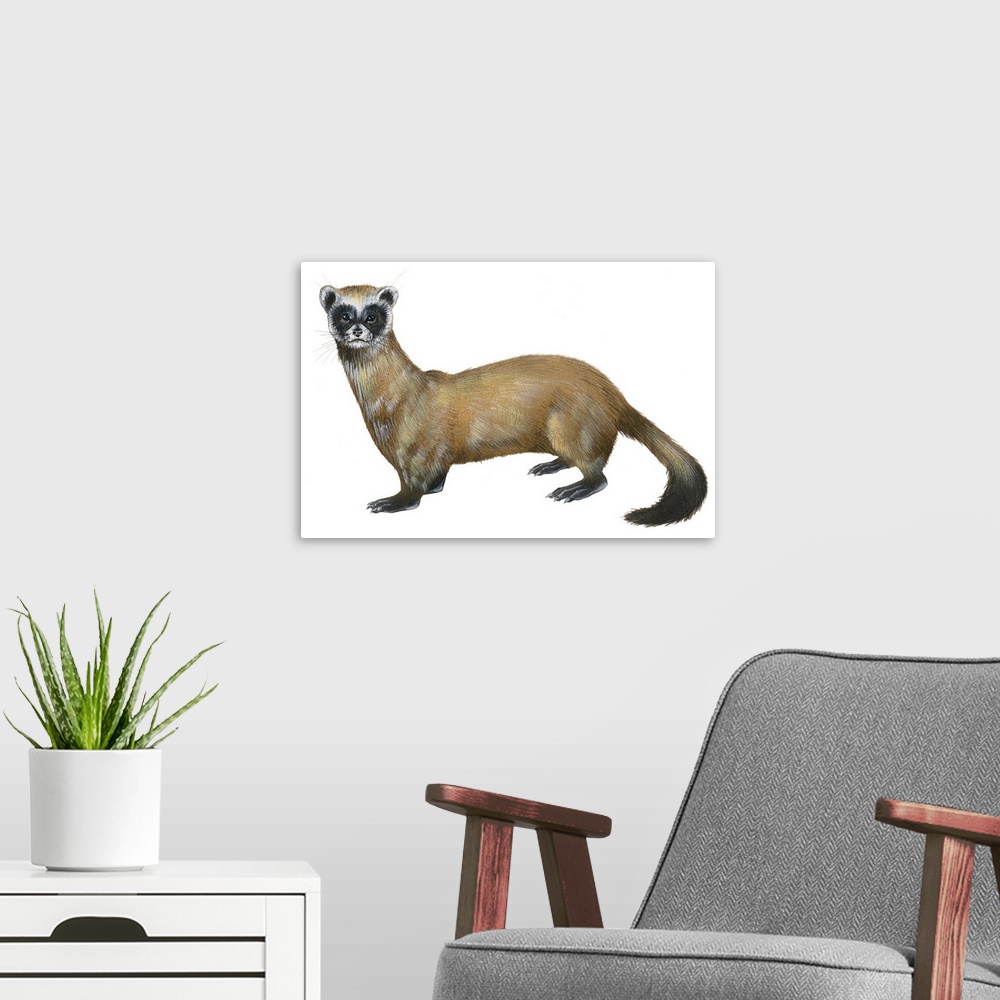 A modern room featuring Black-Footed Ferret (Mustela Nigripes), Weasel