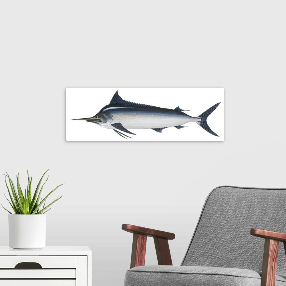 A modern room featuring Black Marlin (Istiompax Indica)
