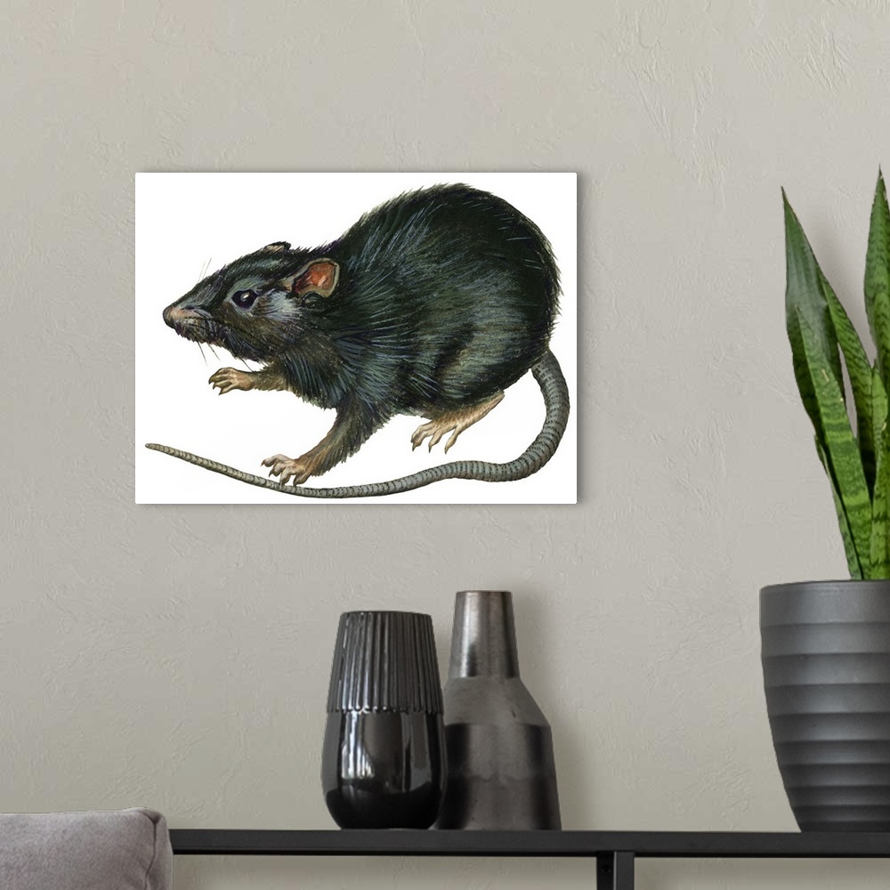 A modern room featuring Black Rat (Rattus Rattus)
