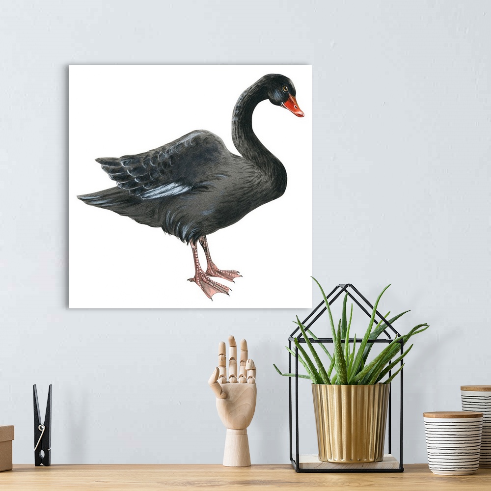 A bohemian room featuring Educational illustration of the black swan.