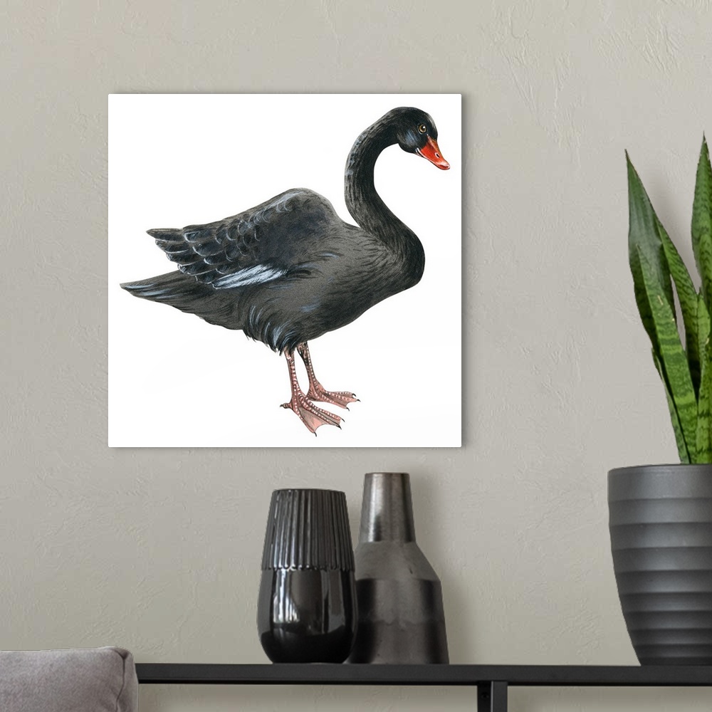 A modern room featuring Educational illustration of the black swan.