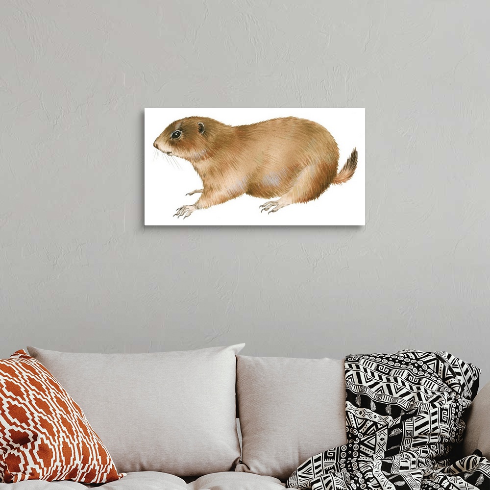 A bohemian room featuring Black-Tailed Prairie Dog (Cynomys Ludovicianus)