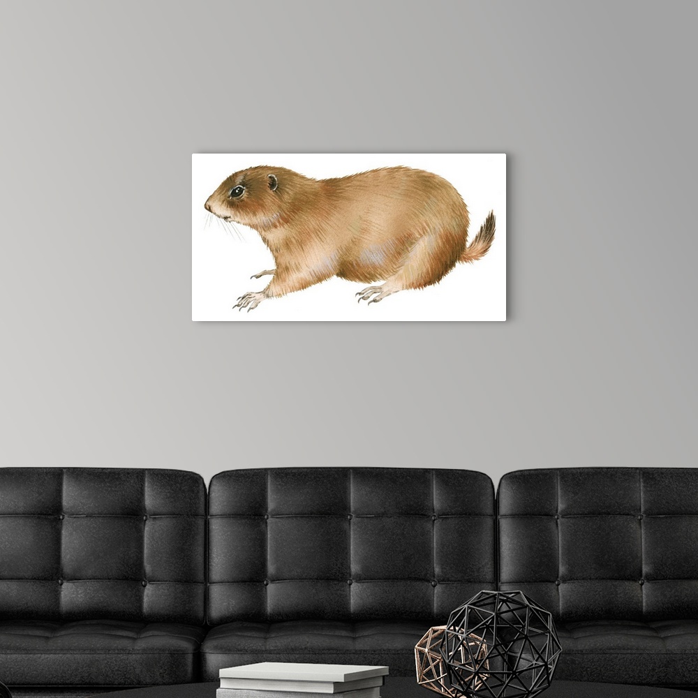 A modern room featuring Black-Tailed Prairie Dog (Cynomys Ludovicianus)