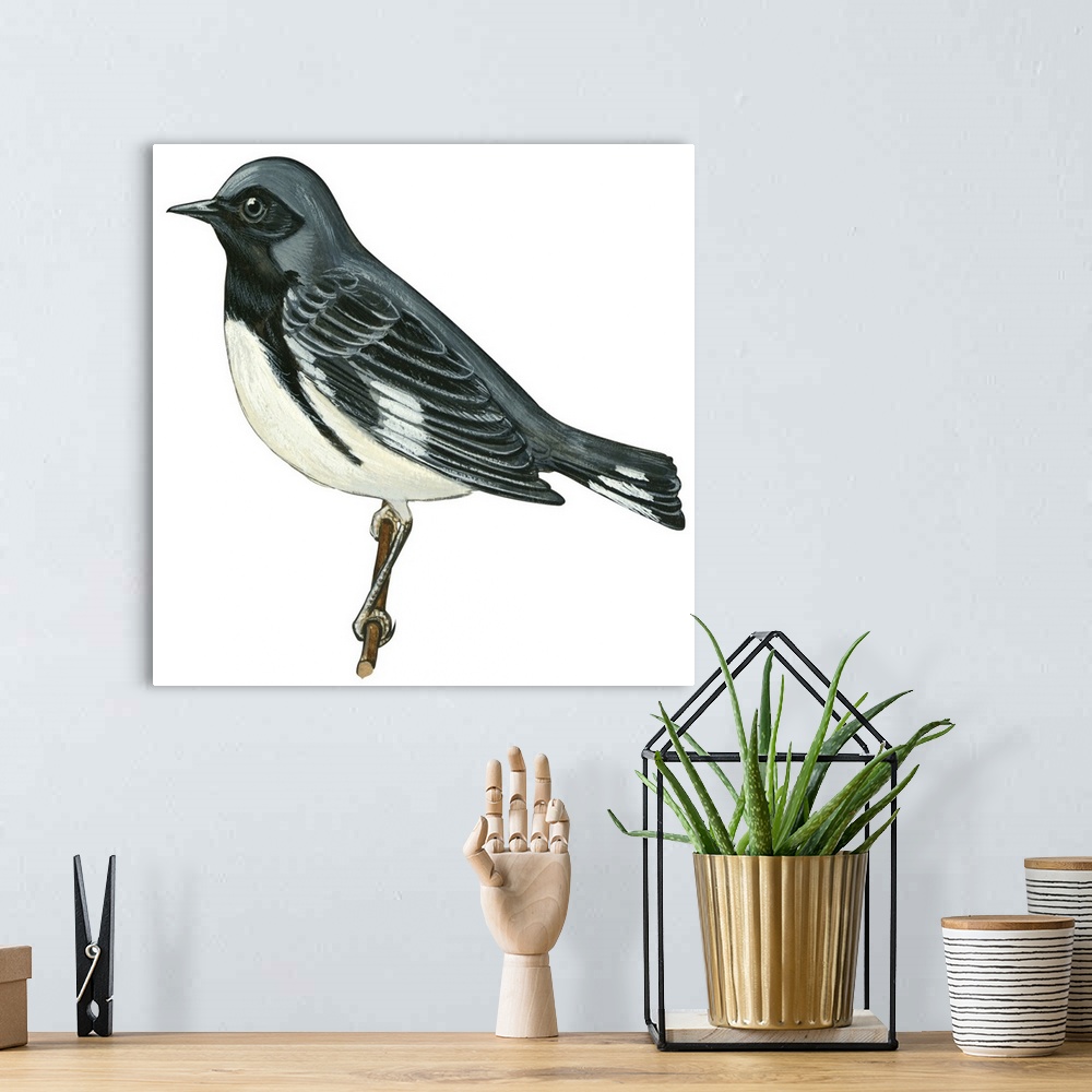 A bohemian room featuring Educational illustration of the black-throated blue warbler.