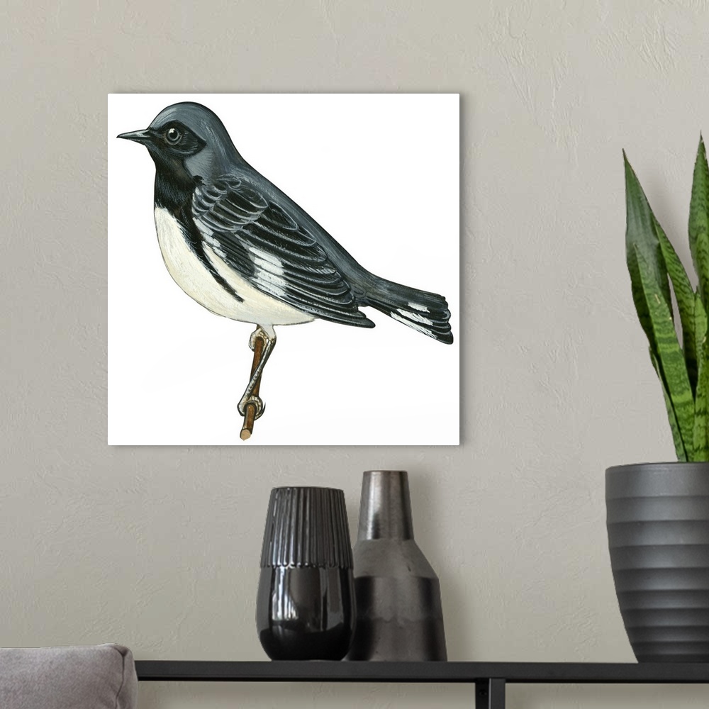 A modern room featuring Educational illustration of the black-throated blue warbler.