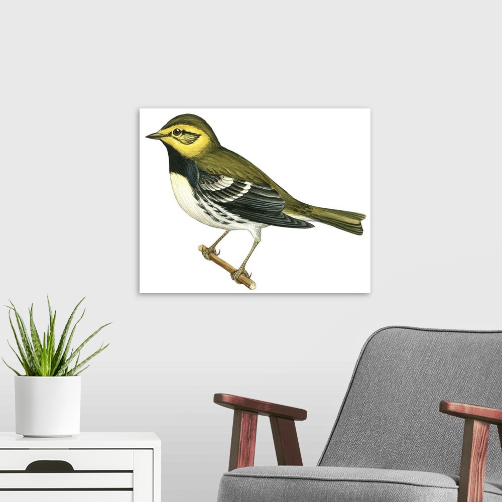 A modern room featuring Educational illustration of the black-throated green warbler.