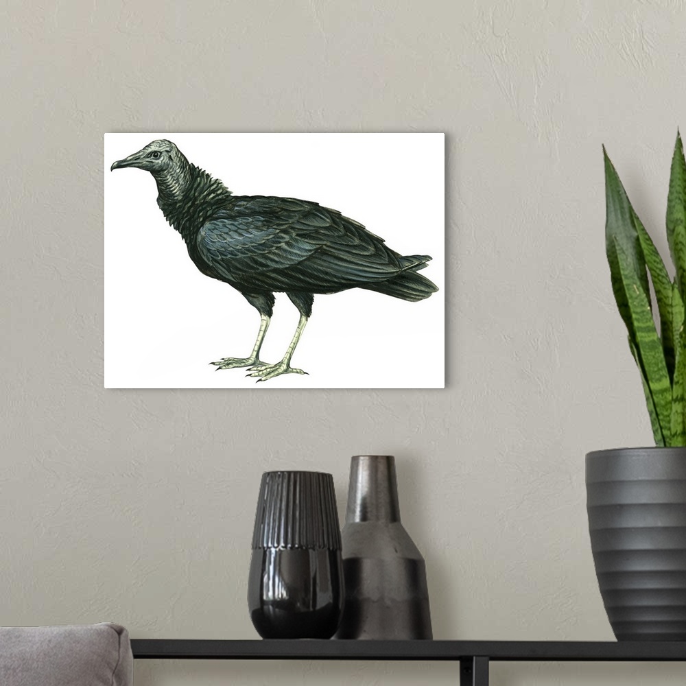 A modern room featuring Educational illustration of the black vulture.