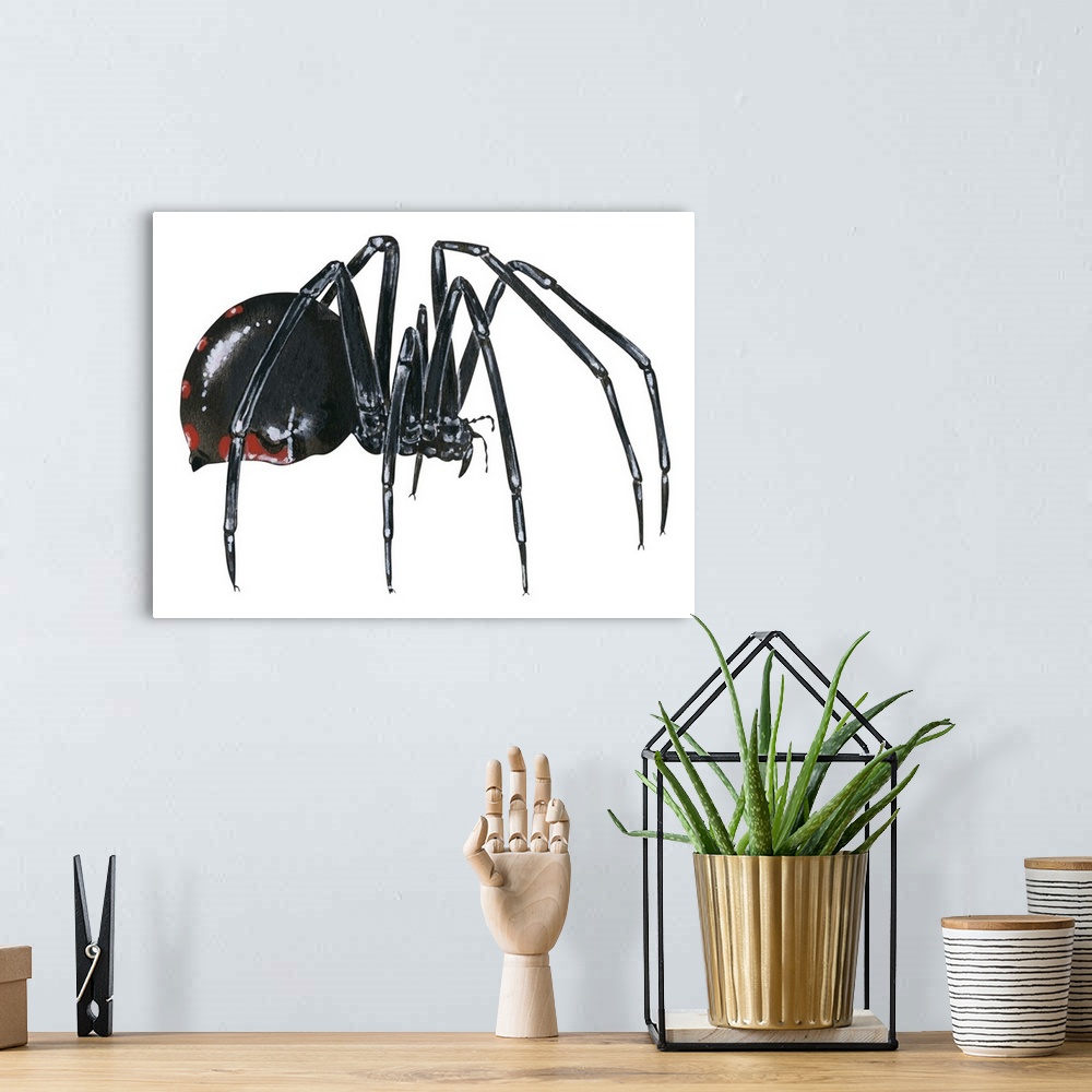 A bohemian room featuring Black Widow (Latrodectus), Spider