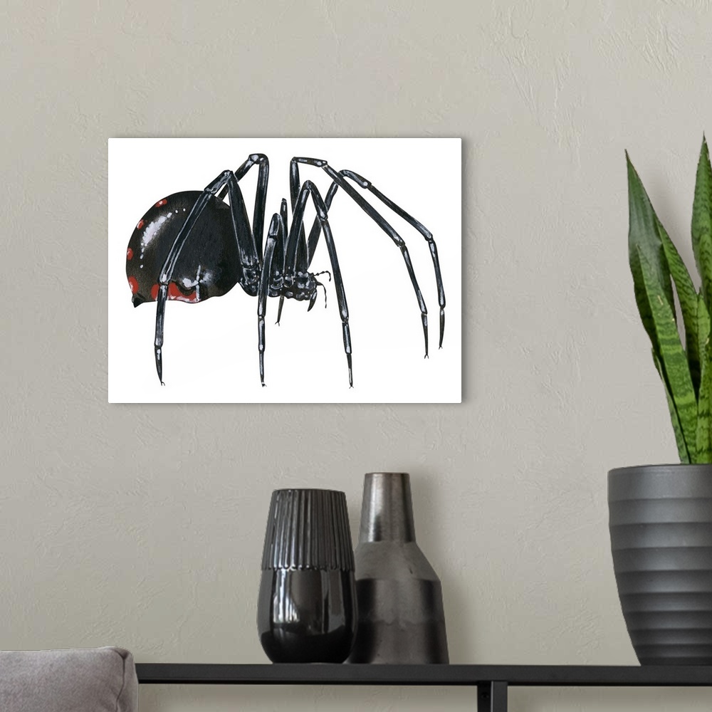 A modern room featuring Black Widow (Latrodectus), Spider