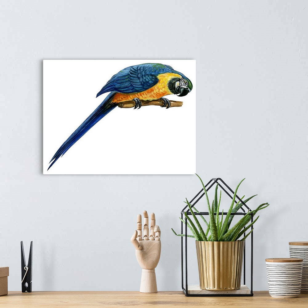 A bohemian room featuring Educational illustration of the blue-and-yellow macaw.