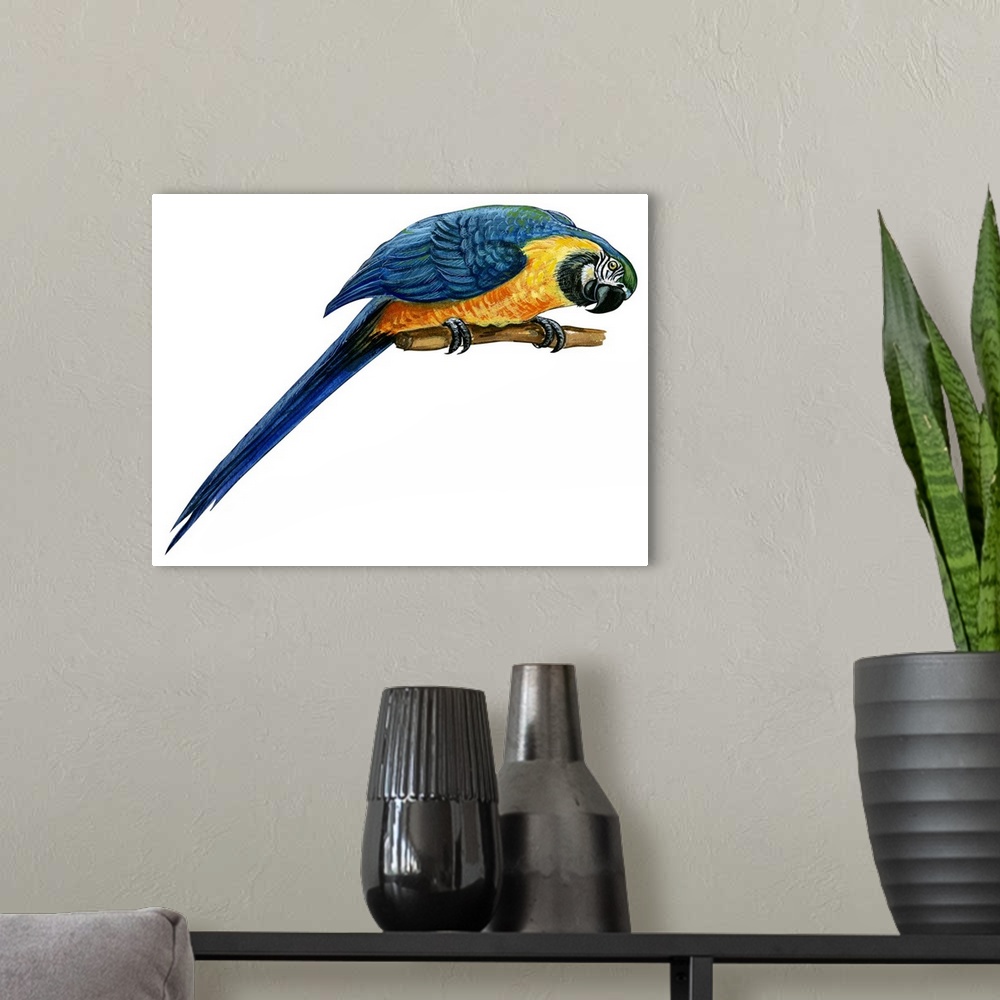 A modern room featuring Educational illustration of the blue-and-yellow macaw.