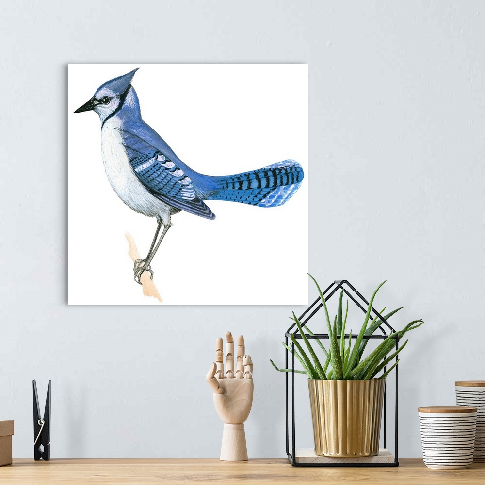 A bohemian room featuring Educational illustration of the blue jay.