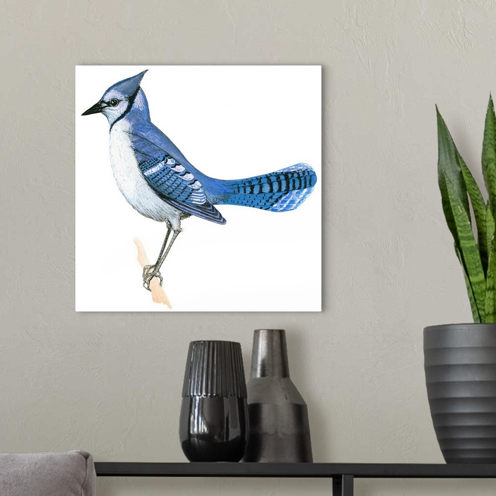 A modern room featuring Educational illustration of the blue jay.