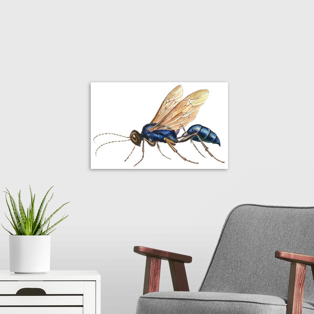 A modern room featuring Blue Mud Dauber (Chalybion Californicum), Wasp
