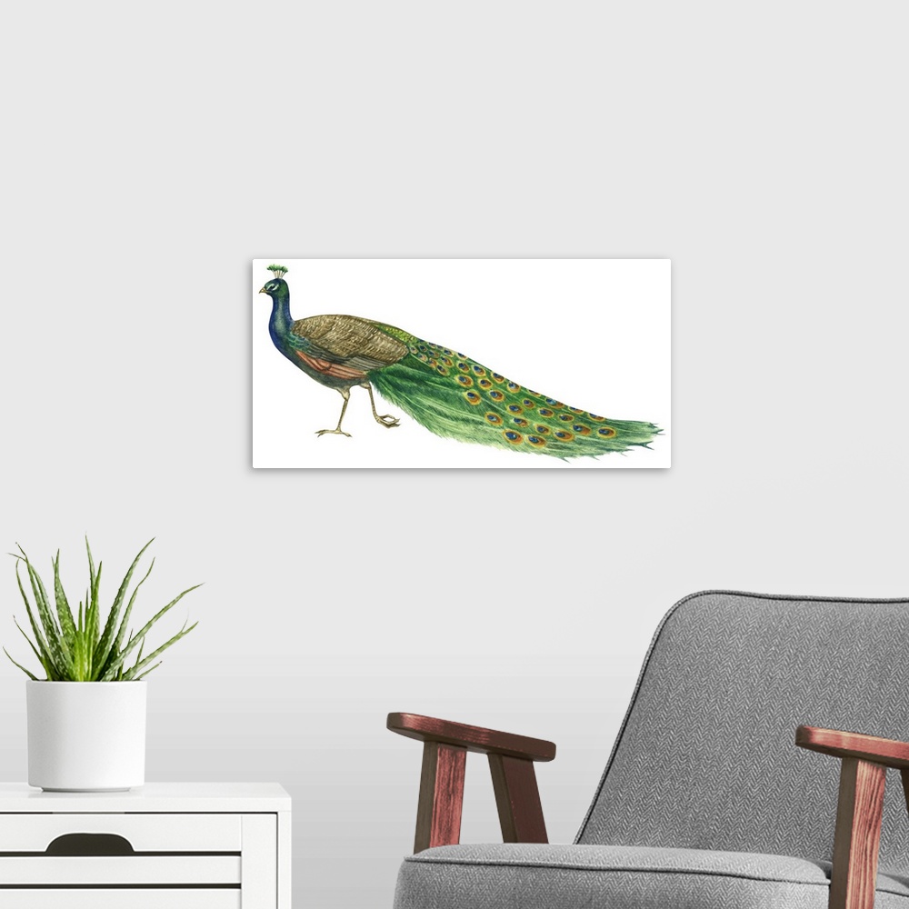 A modern room featuring Educational illustration of the blue or Indian peacock.