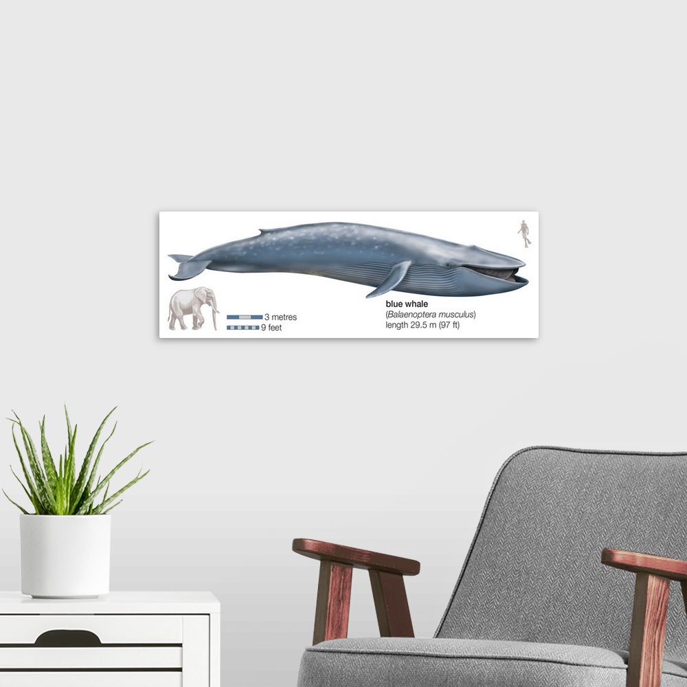 A modern room featuring Blue Whale (Balaenoptera Musculus)